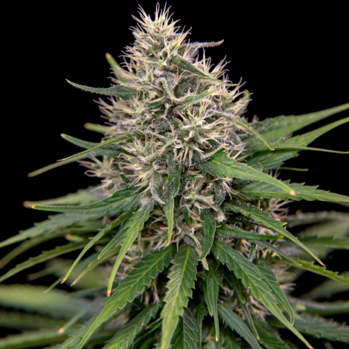 House Of The Great Gardener - Jack Herer (Jack Eh!)