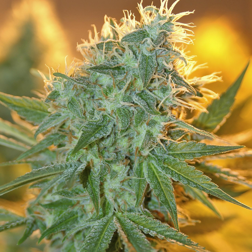 House Of The Great Gardener - Jean Guy