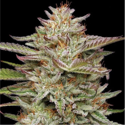 Humboldt Seed Company - Banana OG