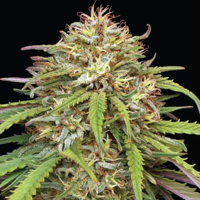 Humboldt Seed Company - Ed Rosenthals Super High Life