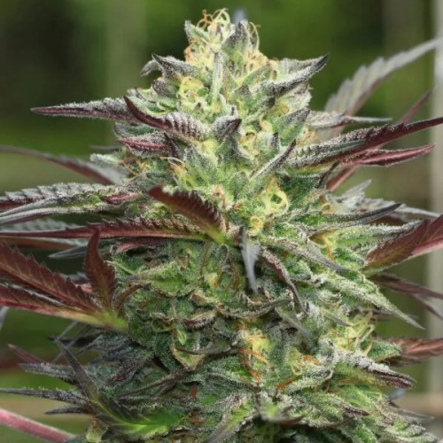 Humboldt Seed Company - G.S. Cookies