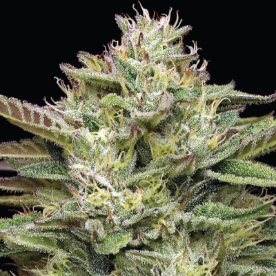 Humboldt Seed Company - Blueberry Cupcake