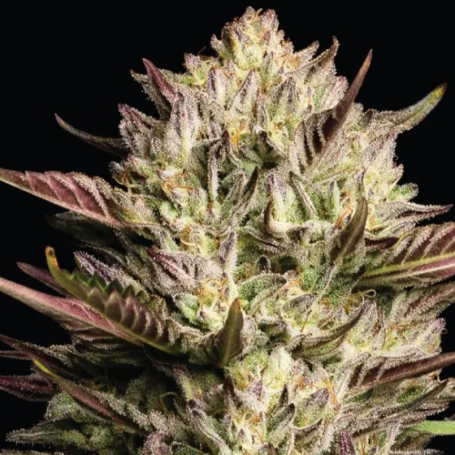 Humboldt Seed Company - California Octane