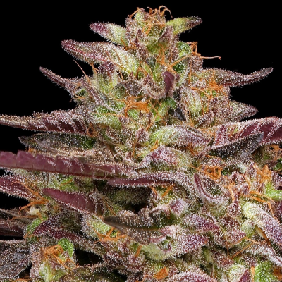 Humboldt Seed Company - COB Salad