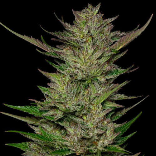 Humboldt Seed Company - Don Carlos