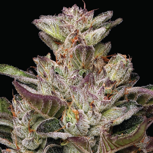 Humboldt Seed Company - Donutz