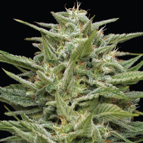 Humboldt Seed Company - Hella Jelly