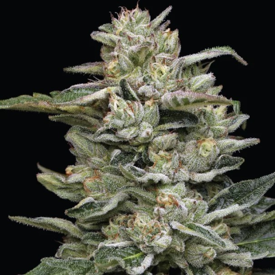 Humboldt Seed Company - Nutter Budder