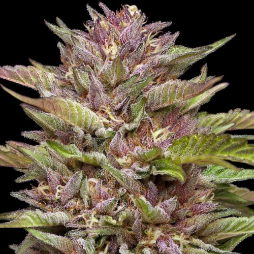 Humboldt Seed Company - Pineapple Muffin