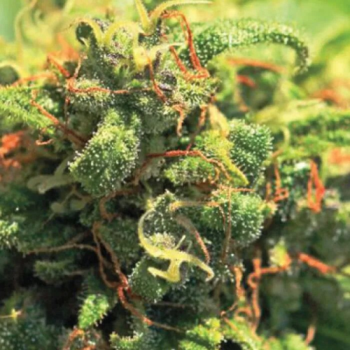 Humboldt Seed Company - Pineapple Upside Down Cake