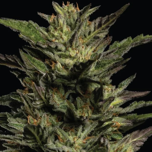 Humboldt Seed Company - Pistachio