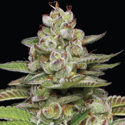 Humboldt Seed Company - Poddy Mouth