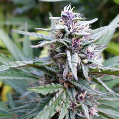 Humboldt Seed Company - Hi-Biscus