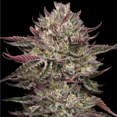 Humboldt Seed Company - Chicken n Wafflez