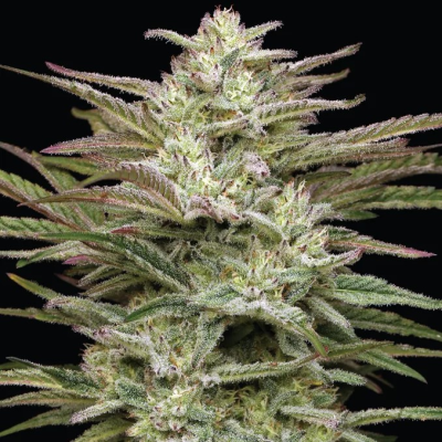 Humboldt Seed Company - Jelly Donutz