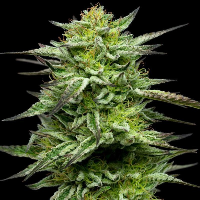 Humboldt Seed Company - Mountaintop Mint