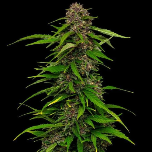 Humboldt Seed Company - Squirt Auto