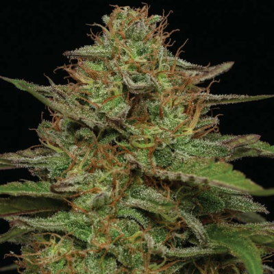 Humboldt Seed Company - Strawberry Cheesecake