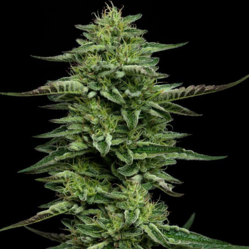 Humboldt Seed Company - The Bling