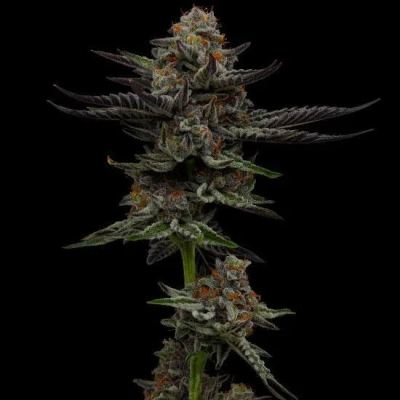 Humboldt Seed Company - Vanilla Créme Pie
