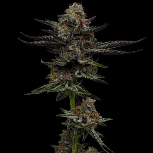 Humboldt Seed Company - Vanilla Créme Pie