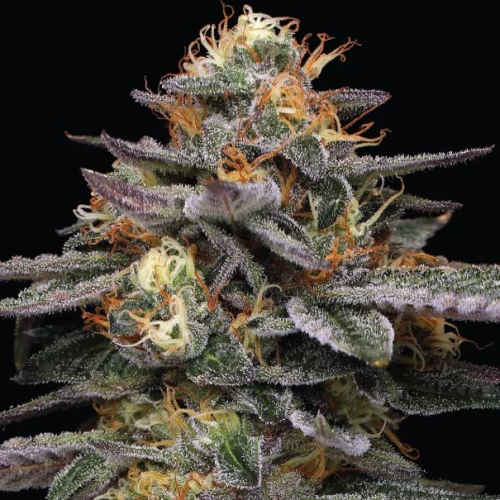 Humboldt Seed Company - Vanilla Frosting