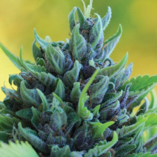 Humboldt Seed Company - Humboldt Dream Auto