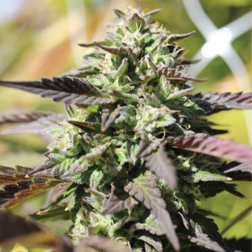 Humboldt Seed Company - Chunkadelic Auto