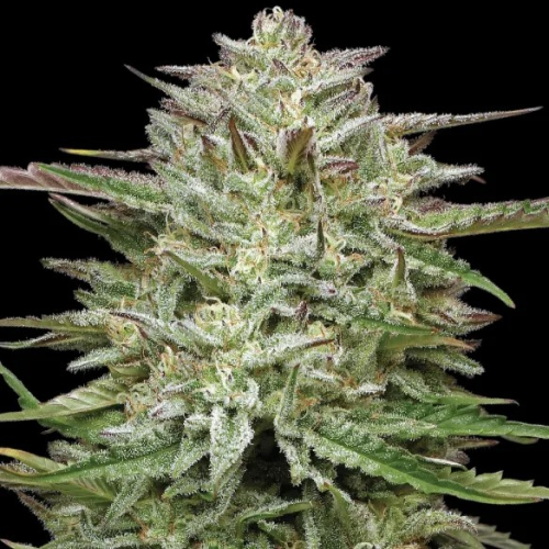 Humboldt Seed Company - Pound Town Auto