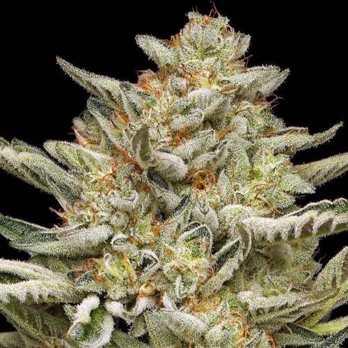Humboldt Seed Company - OG Triploid Auto