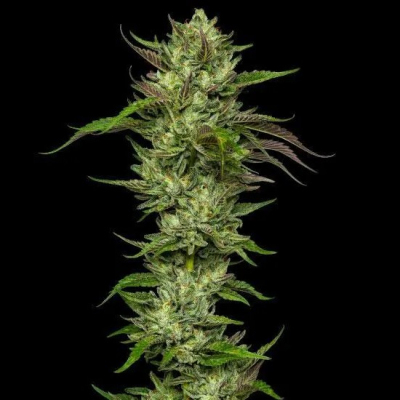 Humboldt Seed Company - Slightly Stoopid Collie Man Kush