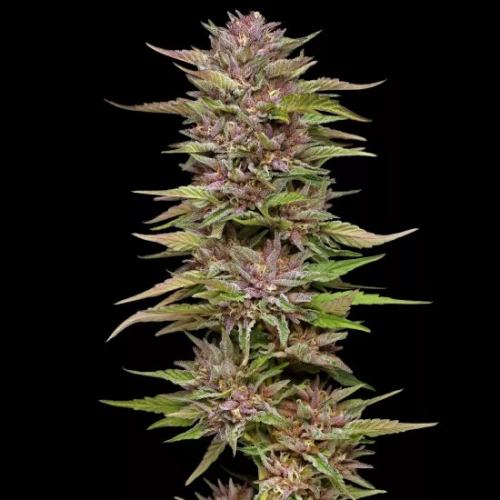 Humboldt Seed Company - Pineapple Muffin Auto