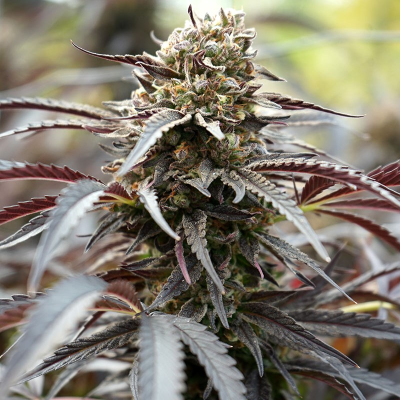 Humboldt Seed Organization - White Runtz Fast