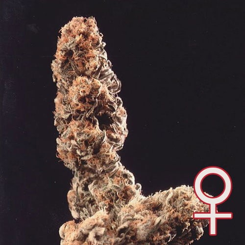 KC Brains Seeds - Afghani Special