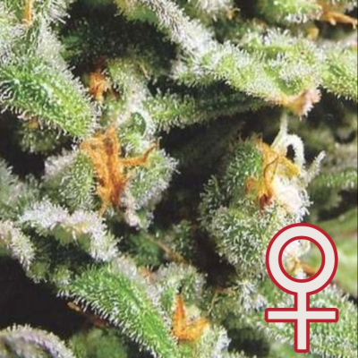 KC Brains Seeds - Cristal Limit