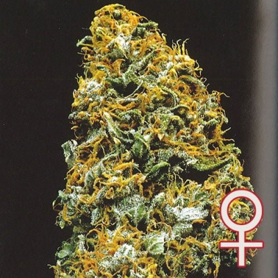 KC Brains Seeds - Cristal Paradise