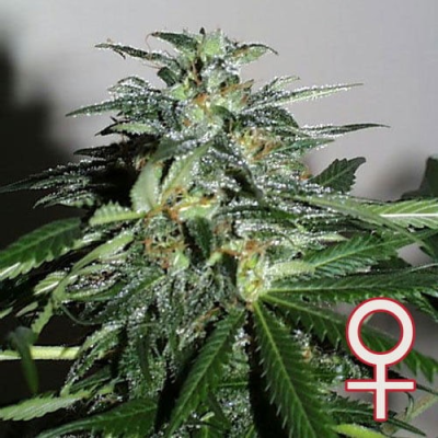 KC Brains Seeds - Cyber Cristal