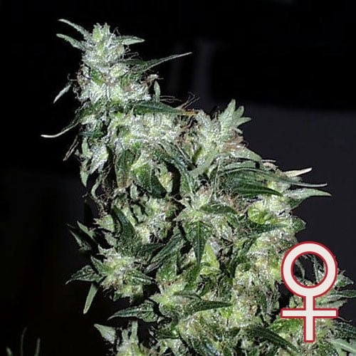 KC Brains Seeds - Haze Special