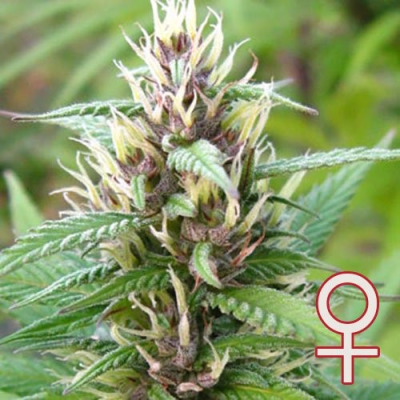 KC Brains Seeds - Mind Bender