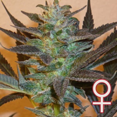 KC Brains Seeds - K.C. 48 Auto