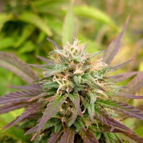 KC Brains Seeds - K.C. 36