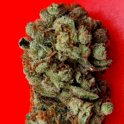 KC Brains Seeds - Lemon Sherbet