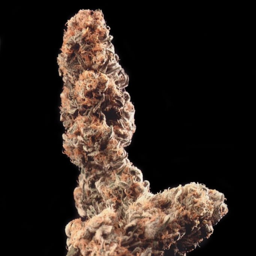 KC Brains Seeds - Afghani Special regular