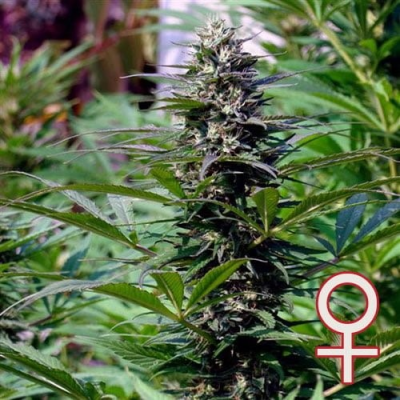 KC Brains Seeds - T.N.R.