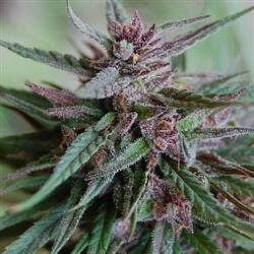 KC Brains Seeds - Bahia Black Head regular