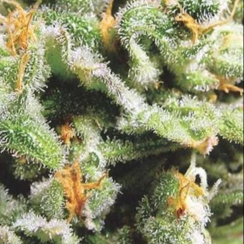 KC Brains Seeds - Cristal Limit regular