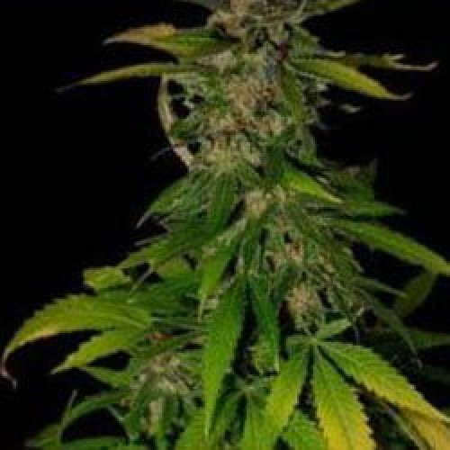 KC Brains Seeds - Double D regular