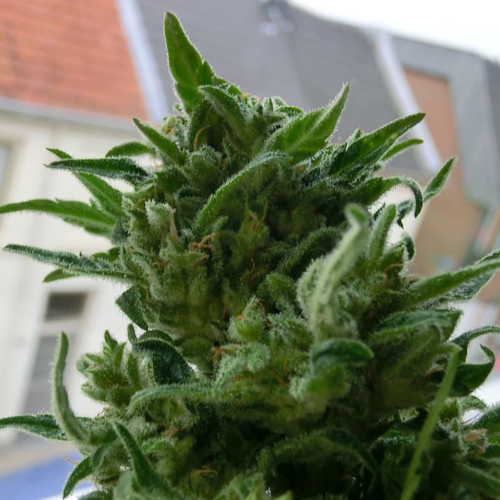 KC Brains Seeds - K.C. 33 regular