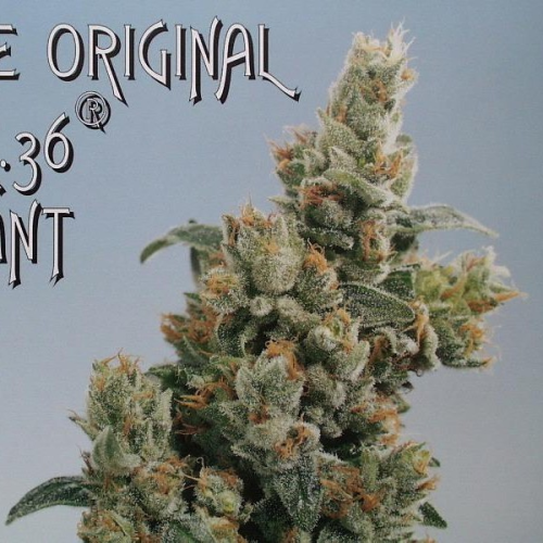 KC Brains Seeds - K.C. 36 regular