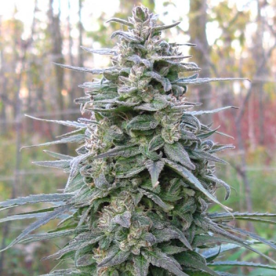 KC Brains Seeds - Leda Uno regular